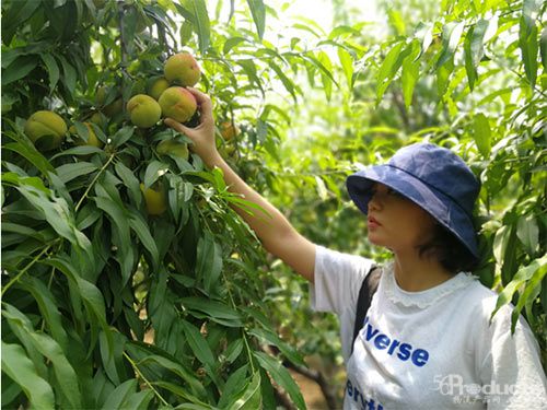 砀山黄桃携手电商平台赋能产业新发展