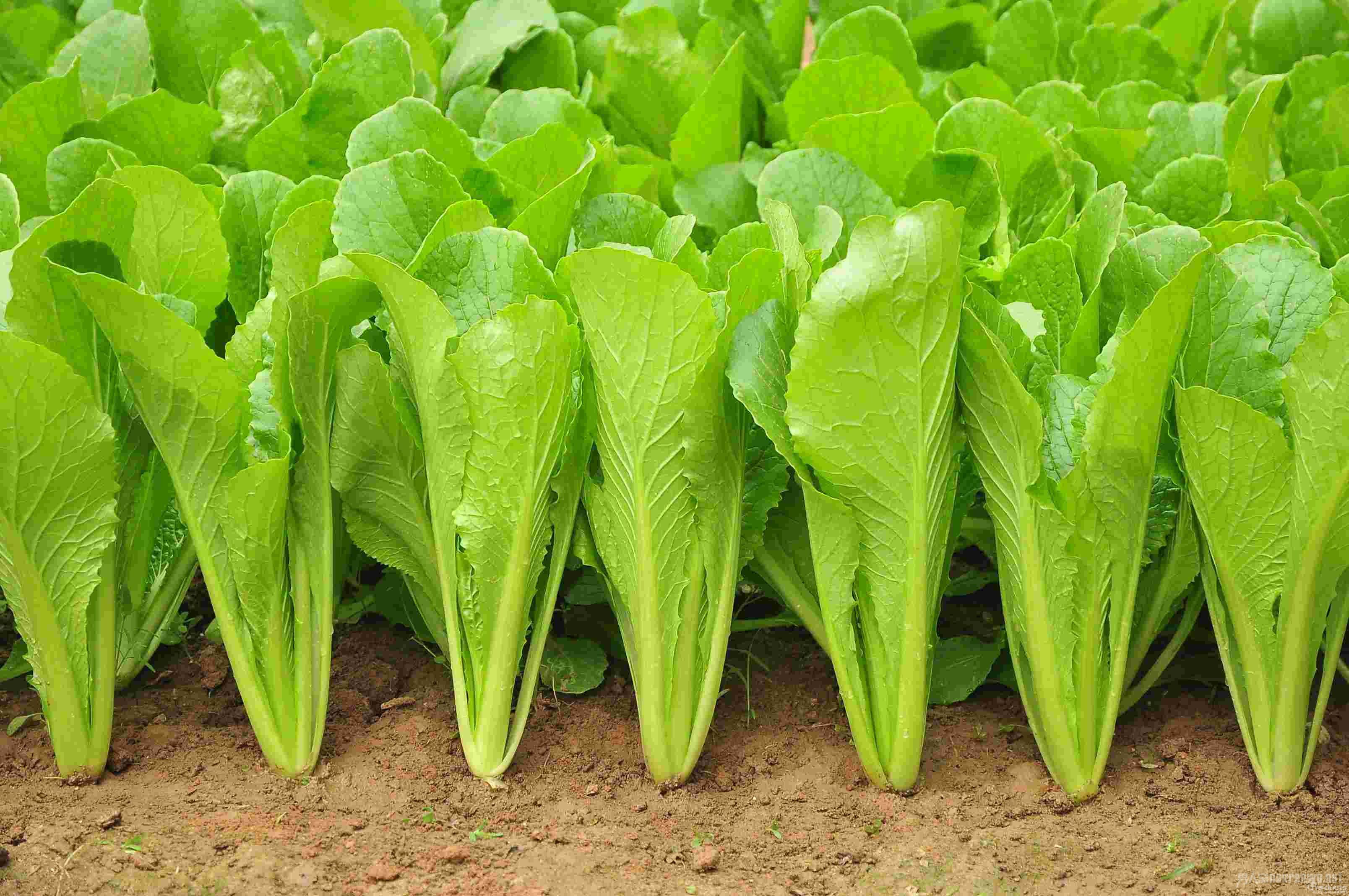 　“身边物价”怎么看：菜价稳定，有基础有条件