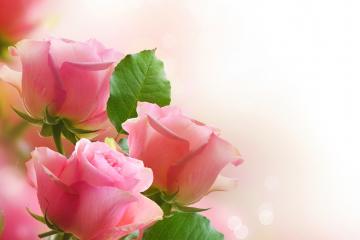 鲜花电商下半场：供应链是关键