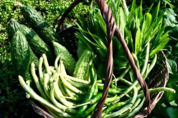 农产品滞销？新京报联合四大电商对接政府农户“一起卖”