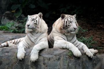 野生动物保护法修改在即 各方积极建言献策