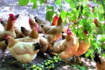 线上平台助推农产品销售过亿元