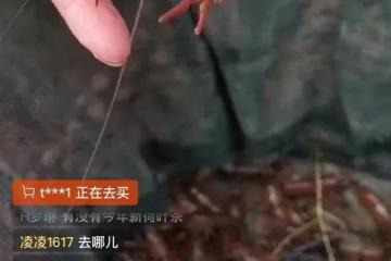 阿里巴巴：由盒马事业群等牵头从湖北采购价值10亿元的小龙虾