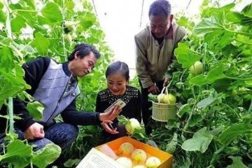 关于农产品上行，京东阿里都有新动作