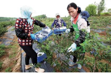 农产品冷链“最先一公里”的现状与趋势