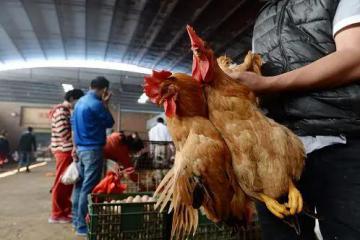 逐步取消活禽市场交易，禁售无证肉类、水产……最新进口冷链食品防疫指引来了！