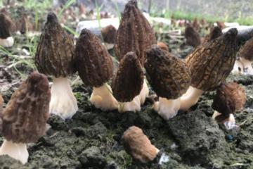 大湾风：消费扶贫，当“山珍”遇上“海味”