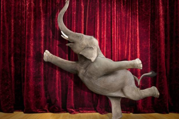 顺丰“丰收季”，大象正起舞！