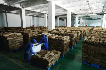 数字化物流+智能监管，物联云仓与宜君药仓公司共筑中药材发展新通路