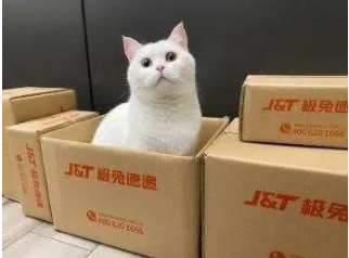 搞了半天，极兔和拼多多没有关系啊