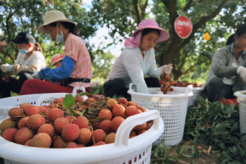 当广东疫情遇上端午，生鲜产品寄递如何保障快速安全？
