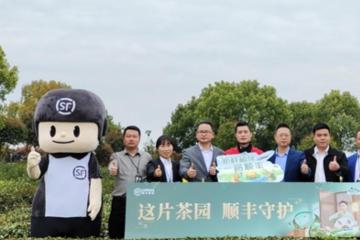 顺丰升级茶叶物流方案，黄山春茶新鲜速达消费者