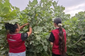 “航空+冷链”新突破，圆通助新疆无花果百余城48h达