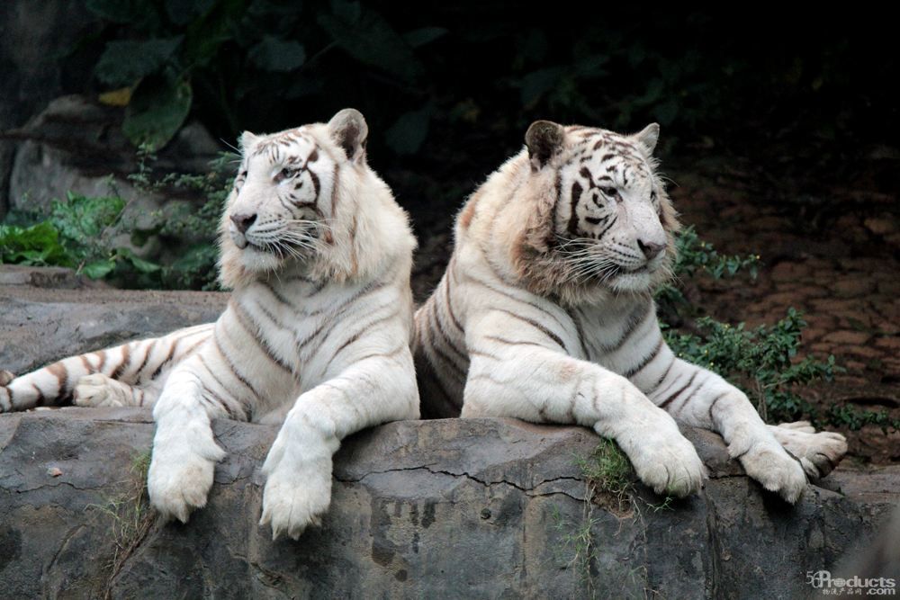 1583820136115480.jpg 1.jpg